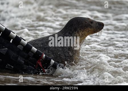 Grey Seal (Halichoerus grypus) juvenile, die aus der Bahre befreit werden. Stockfoto