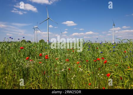 04.07.2023, Deutschland, Nordrhein-Westfalen, Lichtenau - Blaue Streifen auf einem Weizenfeld, Mohn, Kornblumen, hinten ein Windpark mit Windturbinen Stockfoto