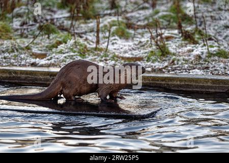 Eurasischer Otter (Lutra lutra) unreifes Spiel im Pool zur Anreicherung Stockfoto