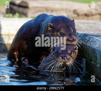 Eurasischer Otter (Lutra lutra) unreifes Spiel im Pool zur Anreicherung Stockfoto