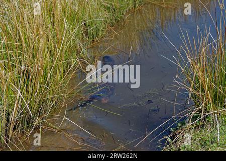 Eurasischer Otter (Lutra lutra) Erwachsener schwimmt unter Wasser im Graben Stockfoto