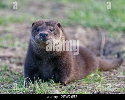 Eurasischer Otter (Lutra lutra) Jungtier auf Gras, der wachsam aussieht. Stockfoto