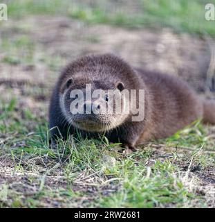 Eurasischer Otter (Lutra lutra) Jungtier auf Gras, der wachsam aussieht. Stockfoto