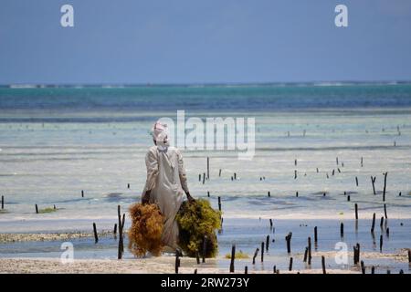 Ein Algenbauer in Sansibar Stockfoto