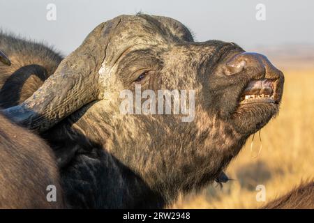 Cape oder African Buffalo Bulle and Flehmen Response, Kruger National Park, Südafrika Stockfoto