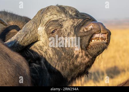 Cape oder African Buffalo Bulle and Flehmen Response, Kruger National Park, Südafrika Stockfoto