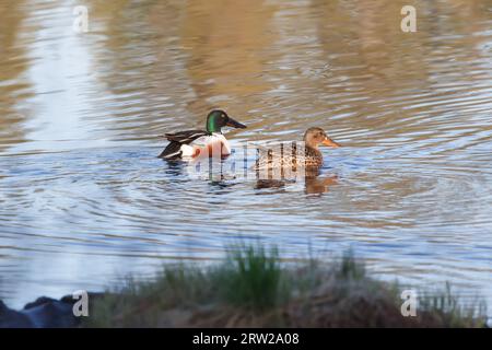 Ein Paar nördliche Schaufelenten auf dem Wasser, Nahaufnahme Stockfoto