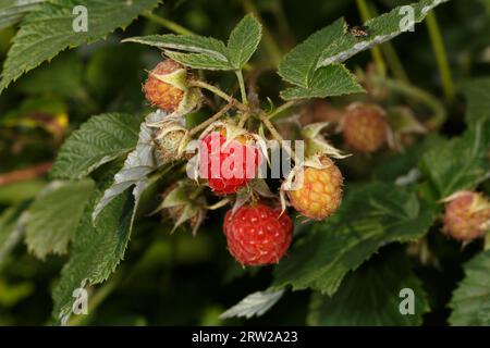 Himbeerbeeren unterschiedlicher Reife. Nahaufnahme mit selektivem Fokus Stockfoto