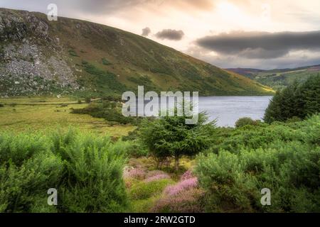 Violette Heiden, grüne Büsche und Bäume in einem wunderschönen Bergtal. Lake Lough Dan bei Sonnenuntergang in Wicklow Mountains, Irland Stockfoto