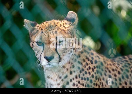 Der schlanke und schnelle Gepard (Acinonyx jubatus) stammt aus den afrikanischen Savannen, bekannt als das schnellste Landtier der Welt. Stockfoto