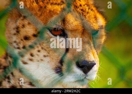 Der schlanke und schnelle Gepard (Acinonyx jubatus) stammt aus den afrikanischen Savannen, bekannt als das schnellste Landtier der Welt. Stockfoto