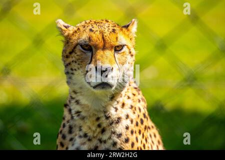 Der schlanke und schnelle Gepard (Acinonyx jubatus) stammt aus den afrikanischen Savannen, bekannt als das schnellste Landtier der Welt. Stockfoto