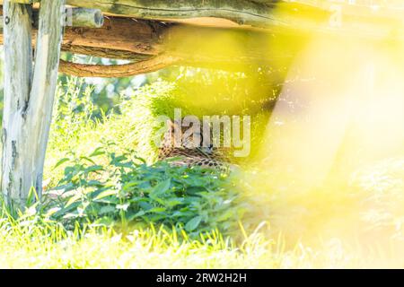 Der schlanke und schnelle Gepard (Acinonyx jubatus) stammt aus den afrikanischen Savannen, bekannt als das schnellste Landtier der Welt. Stockfoto