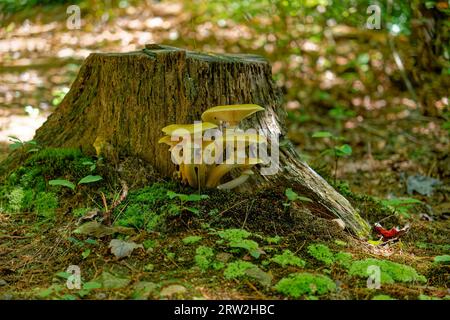 Eine große Gruppe von gelben Pilzen, die aus einem geschnittenen Baumstumpf im Wald wachsen, mit einer kleinen Gruppe von Pilzen neben einem Blick aus der Nähe auf einen sonnigen da Stockfoto