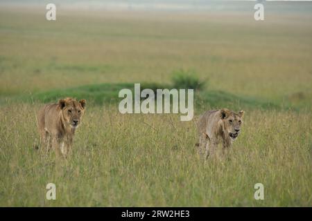 Zwei subadulte männliche Löwen, die sich durch Hochgrünland in Maasai Mara, Kenia, Afrika, beiseite laufen Stockfoto