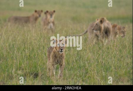 Sehr junger Löwe, der vor einigen anderen Löwen seines Stolzes Ausschau hält, darunter ein subadulter heller Mähnenlöwe in hohem Gras in Maasai Mara, Kenia Afrika Stockfoto