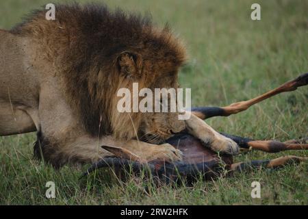 Männlicher Löwe, der seinen jüngsten Fang hält, eine tote Topi-Gazelle, mit seinen großen Pfoten, die ihn knabbern und lecken, in Grasland, Maasai Mara, Kenia, Afrika Stockfoto