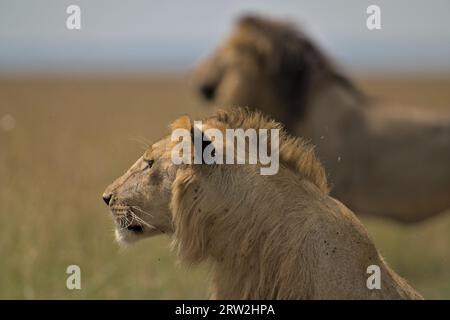 Männlicher Löwe mit heller Mähne, sein Vater, dunkle Mähne Lorkulup, im Hintergrund Maasai Mara, Kenia, Afrika Stockfoto