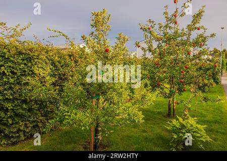 Wunderschöner Blick auf Apfelbäume mit roten Äpfeln im privaten Garten im Haus auf bewölktem Himmel Hintergrund am warmen Herbsttag. Schweden. Stockfoto