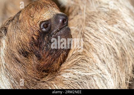 Honduras, Roatán, Hoffmanns zweizehiger Sloth (Choloepus hoffmanni) - Bradypus didactylus Stockfoto