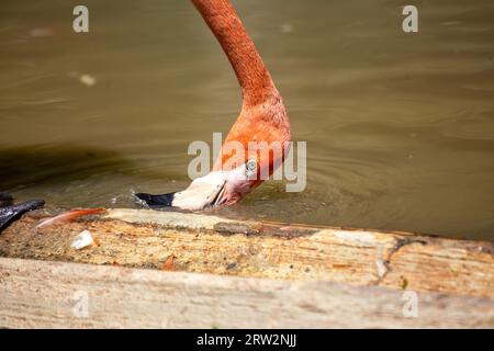 Eleganter Watvögel, einheimisch in Amerika. Erkennbar an seinem rosafarbenen Gefieder und dem geschwungenen Schirm, der oft in Feuchtgebieten an der Küste zu finden ist. Stockfoto