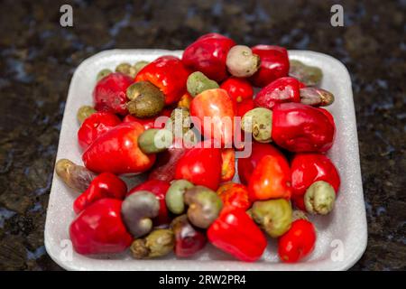 Das Cerrado cajuzinho (Anacardium humile), auch bekannt als cajuzinho-do-campo oder cajuí, Brasilianische Wildfrüchte Stockfoto