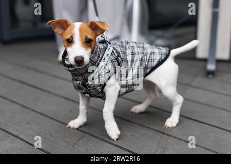 Eine Frau, die Jack Russell Terrier Hund führt, in einem Hundeanzug. Stilvoller Hund im Gehen Stockfoto