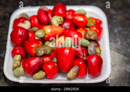 Das Cerrado cajuzinho (Anacardium humile), auch bekannt als cajuzinho-do-campo oder cajuí, Brasilianische Wildfrüchte Stockfoto