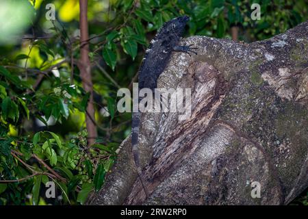 Honduras, Roatán, Schwarzer Iguana (Ctenosaura similis) – Schwarzer Stachelschwanz-Iguana Stockfoto