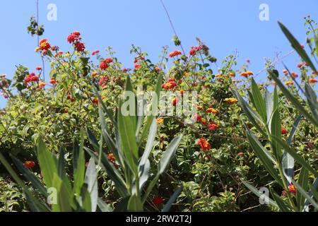 Bloominblüten Lantana camara Stockfoto