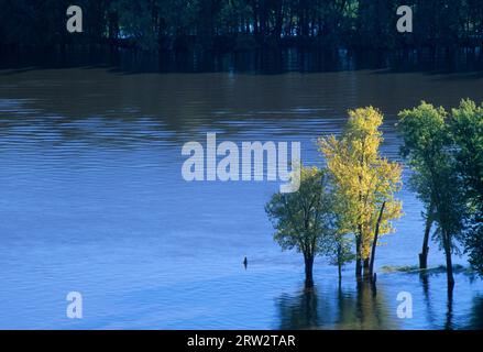 Cottonwood am Mississippi River ab Fire Point, Effigy Mounds National Monument, Iowa Stockfoto