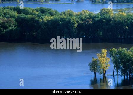 Cottonwood am Mississippi River ab Fire Point, Effigy Mounds National Monument, Iowa Stockfoto