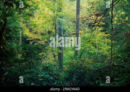 Wald entlang Angel Windows Trail, Red River Gorge geologischen Gebiet, Daniel Boone National Forest, Kentucky Stockfoto