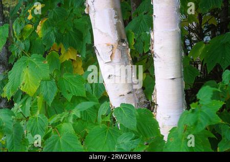 Birke, Rangeley Lake State Park, Rangeley Seen National Scenic Byway, Maine Stockfoto