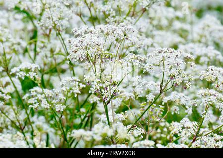 KuhPetersilie (Anthriscus sylvestris), Nahaufnahme einer Masse der gemeinsamen Straße, Hecke und Ackerlandpflanze in voller Blüte. Stockfoto
