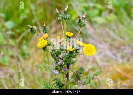 Stachelige Sowthistel (sonchus asper), Nahaufnahme der Spitze einer Pflanze mit den Knospen, gelben Blüten und sich entwickelnden Saatköpfen. Stockfoto