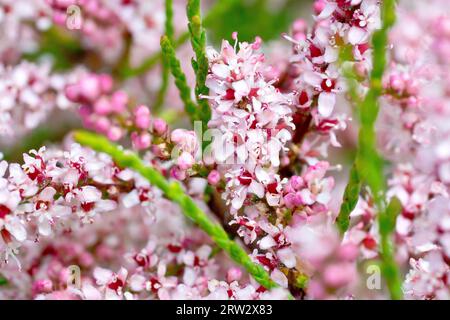 Französischer Tamarisk (tamarix gallica), Nahaufnahme der rosa Blüten des immergrünen Strauchs, der häufig in Parks gepflanzt wird und gelegentlich wild vorkommt. Stockfoto