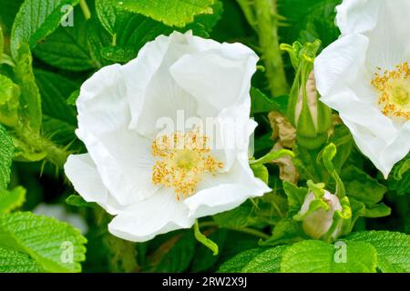 Wilde Rose oder Japanische Rose (rosa rugosa alba), Nahaufnahme mit Fokus auf eine einzelne weiße Blume des häufig gepflanzten und wilden Strauchs. Stockfoto