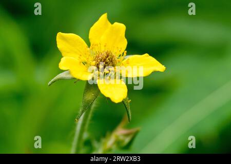 Wood Avens oder Herb-Bennet (geum urbanum), Nahaufnahme einer einzelnen Blume der Waldpflanze, isoliert vor einem grünen Hintergrund. Stockfoto