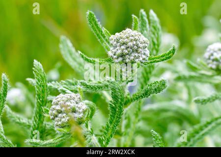 Schafgarbe (achillea millefolium), Nahaufnahme mit den Blütenknospen an der Pflanze und den fein geschnittenen Blättern, die sich an den Stämmen öffnen. Stockfoto