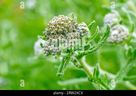 Schafgarbe (achillea millefolium), Nahaufnahme mit den Blütenknospen an der Pflanze und den fein geschnittenen Blättern, die sich an den Stämmen öffnen. Stockfoto