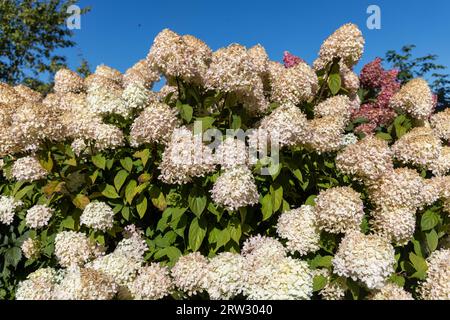 Hortensia paniculata Vanille Fraise auf einem Stamm Stockfoto
