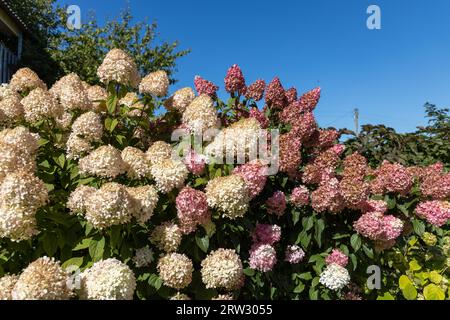 Hortensia paniculata Vanille Fraise auf einem Stamm Stockfoto