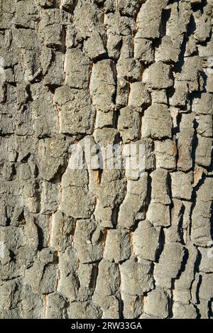 Alten Baumrinde. Hölzerne Struktur. Stockfoto