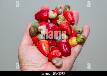 Das Cerrado cajuzinho (Anacardium humile), auch bekannt als cajuzinho-do-campo oder cajuí, Brasilianische Wildfrüchte Stockfoto