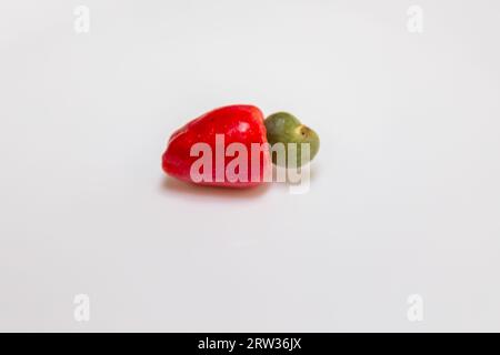 Das Cerrado cajuzinho (Anacardium humile), auch bekannt als cajuzinho-do-campo oder cajuí, Brasilianische Wildfrüchte Stockfoto