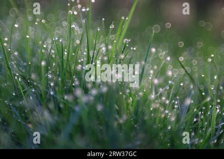 Regenfälle auf Gras am Morgen im Garten. Stockfoto