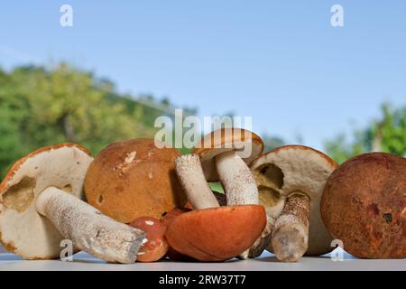 Schöne essbare Pilze mit orangefarbener Kappe Leccinum rufum auf weißem Hintergrund. Saison der Pilzernte in tschechien. Stockfoto