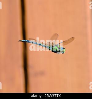 Libelle aeshna mixta, auch bekannt als Wanderhawker Libelle im Flug über dem Teich. Orangefarbener verschwommener Hintergrund. Spätsommer. Tschechische republik Natur. Stockfoto