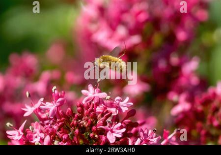 Eine Bienenenfliege, die im Flug über Rote Valerian Blumen in einem blühenden Garten schwebt. Stockfoto